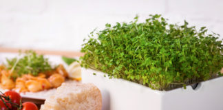 Mit Heimgart, dem kleinen Küchengarten, gibt es stets frisches Gemüse im Mini-Format