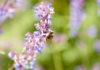 Nahrung für Bienen findet sich auf dem kleinsten Balkon durch insektenfreundliche Bepflanzung