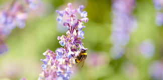 Nahrung für Bienen findet sich auf dem kleinsten Balkon durch insektenfreundliche Bepflanzung