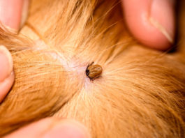 Zecken sind im Fell von Hund oder Katze oft erst auszumachen, wenn sie sich bereits mit Blut vollgesaugt haben (Bild: © iStock.com/IgorChus)