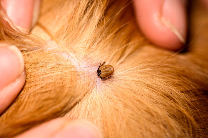 Zecken sind im Fell von Hund oder Katze oft erst auszumachen, wenn sie sich bereits mit Blut vollgesaugt haben (Bild: © iStock.com/IgorChus)