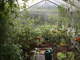 Gewächshaus Tomaten Gemüse