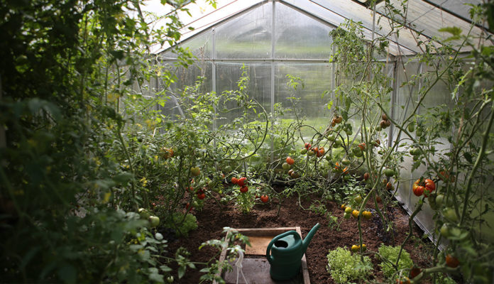 Gewächshaus Tomaten Gemüse