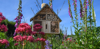 insektenhotel blühwiese