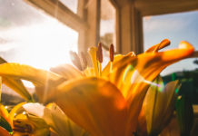 Blume am Fenster mit Sonnenlicht
