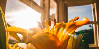 Blume am Fenster mit Sonnenlicht