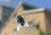 Fliegengitter Insektenschutz