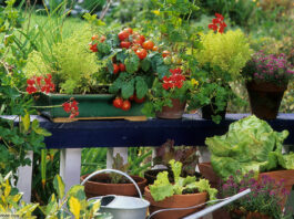 Balkon Biogemüse Tomaten