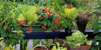 Balkon Biogemüse Tomaten