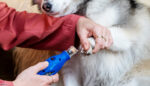 Bosch Dremel-7350-pet Anwendung beim Hund