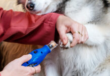 Bosch Dremel-7350-pet Anwendung beim Hund