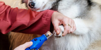 Bosch Dremel-7350-pet Anwendung beim Hund