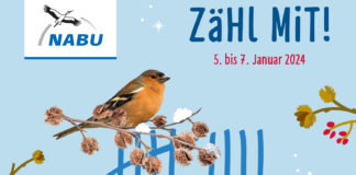 Nabu Stunde der Wintervögel - Zählung