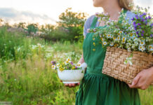 Bio Garten Kräuter