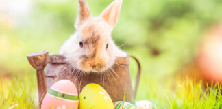 Osterhase Ostereier