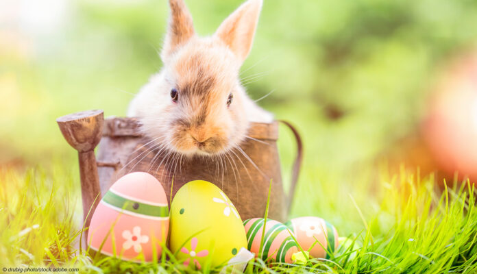 Osterhase Ostereier Osterhase Ostereier