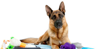 Hund Spielzeug Zubehör
