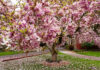 Magnolie Tulpenbaum