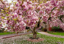 Magnolie Tulpenbaum