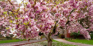 Magnolie Tulpenbaum