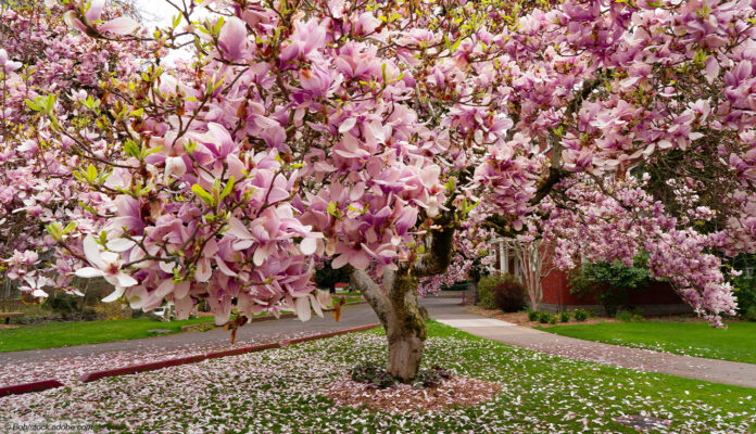 Magnolie Tulpenbaum Magnolie Tulpenbaum
