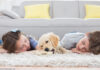 Teppich Wohnzimmer Hund Kinder