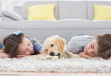 Teppich Wohnzimmer Hund Kinder