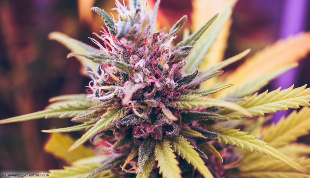 Cannabisblüte