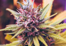 Cannabisblüte