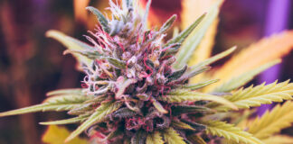 Cannabisblüte