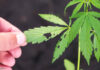Cannabis Insekten Schädlinge