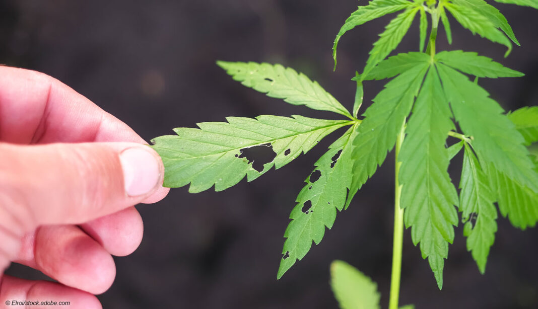 Cannabis Insekten Schädlinge