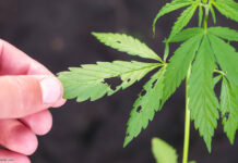 Cannabis Insekten Schädlinge