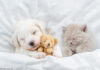 Hund Katze Teddy Daunendecke