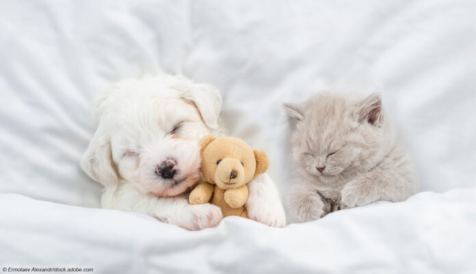 Hund Katze Teddy Daunendecke Hund Katze Teddy Daunendecke