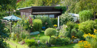 Schrebergarten Rasen