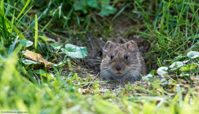 Wühlmaus im Garten