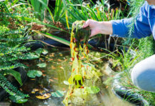 Gartenteich reinigen
