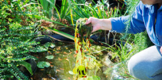 Gartenteich reinigen