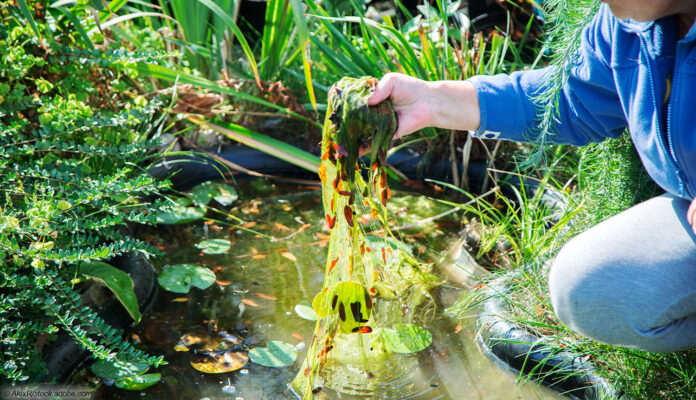 Gartenteich reinigen