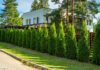 Hecke Sichtschutz Lebensbaum Thuja