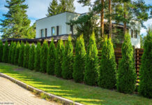 Hecke Sichtschutz Lebensbaum Thuja