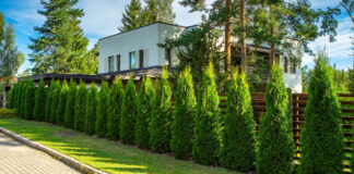 Hecke Sichtschutz Lebensbaum Thuja