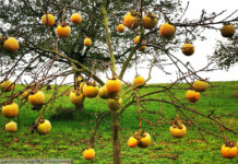 Kakibaum