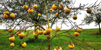 Kakibaum