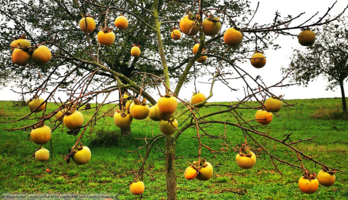 Kakibaum Kakibaum