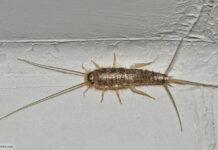 Papierfischchen