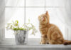 Fenster mit Gardine und Katze