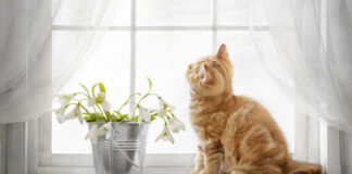 Fenster mit Gardine und Katze