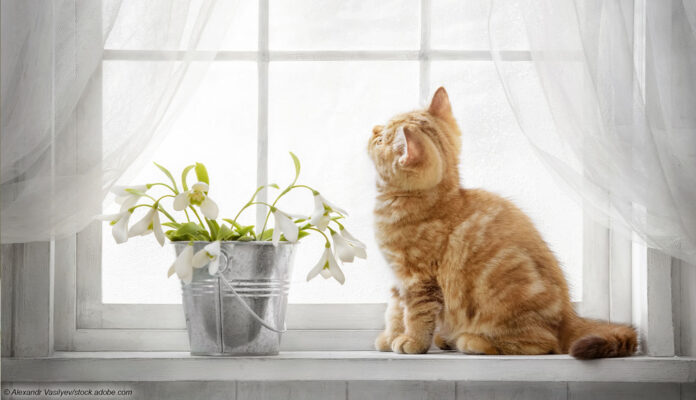 Fenster mit Gardine und Katze